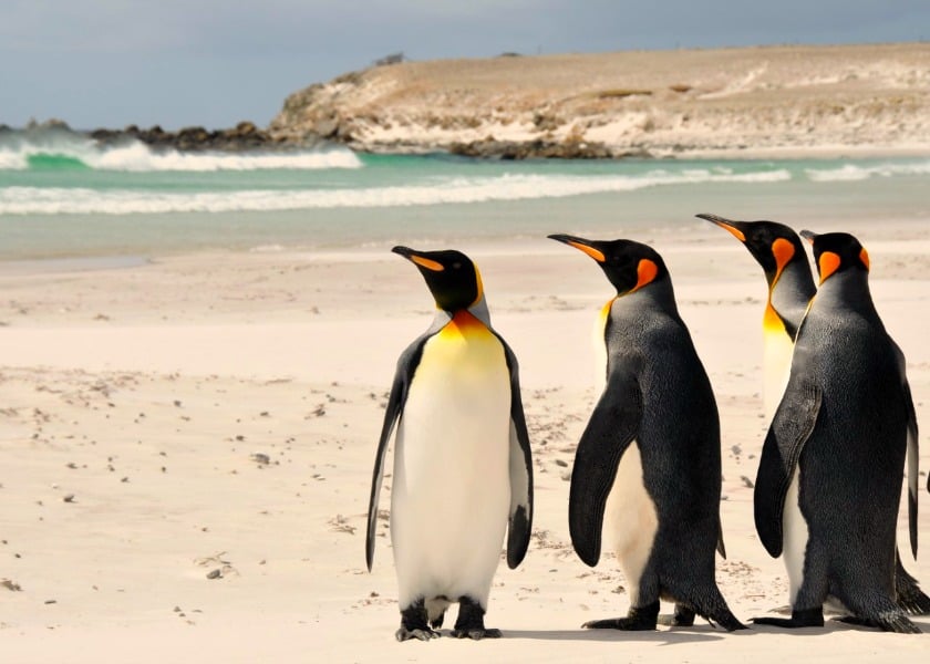 viagem às Ilhas Falkland com tudo pago concurso embaixada falkland estudantes